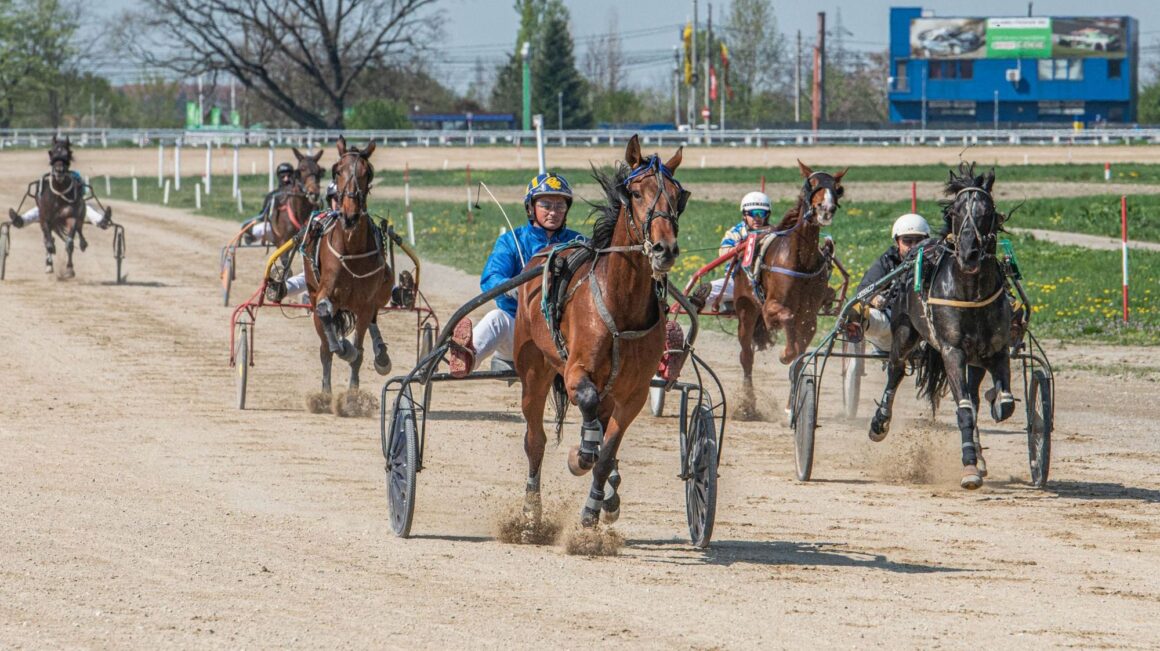 Hipodromul Ploieşti: Nelson, Ariadne şi Daligar, campionii reuniunii de astăzi!