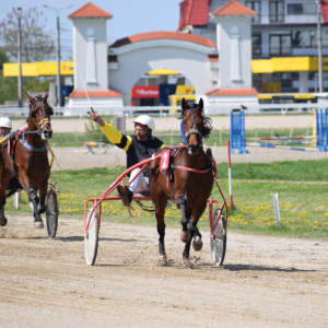 Hipodromul Ploieşti: armăsarul Vijelie STI a câştigat Premiul „Take Ionescu” la trap!