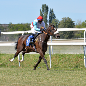 Hipodromul Ploieşti: armăsarul Ze Do Asfalto a câştigat Premiul de Toamnă, la galop!