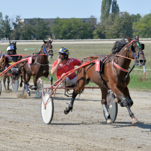Hipodromul Ploieşti: revanşă pentru iapa Daiana în Criteriul Jockey Club Român!