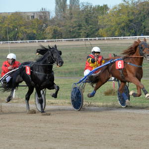 Bixio şi Habcsok K, campionii zilei pe Hipodromul Ploieşti! Bixio şi Habcsok K, campionii zilei pe Hipodromul Ploieşti!